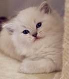 Stunning quality Ragdoll kittens. osochicragdolls