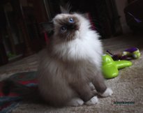 Ragdoll kittens for sale in Devon http://osochicragdolls.co.uk