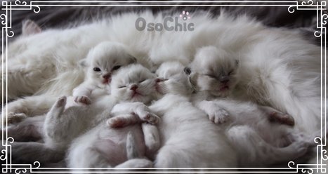 OsoChic Ragdolls Kittens for sale -  osochicragdolls.co.uk