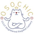 Osochic Ragdolls  osochicragdolls.co.uk 