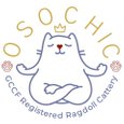 OsoChic Ragdolls osochicragdolls.co.uk