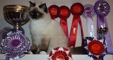 ragdoll kitten devon http://osochicragdolls.co.uk