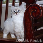 OSOCHIC RAGDOLLS. osochicragdolls.co.uk ragdoll cats devon. Ragdoll Cat Breeder Devon. RAGDOLL KITTENS for sale in DEVON. 