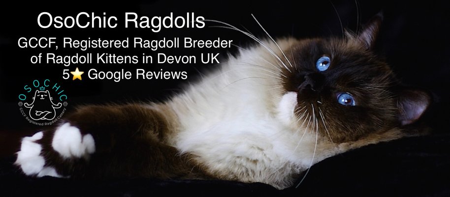 GCCF Ragdoll Breeder UK osochicragdolls.co.uk